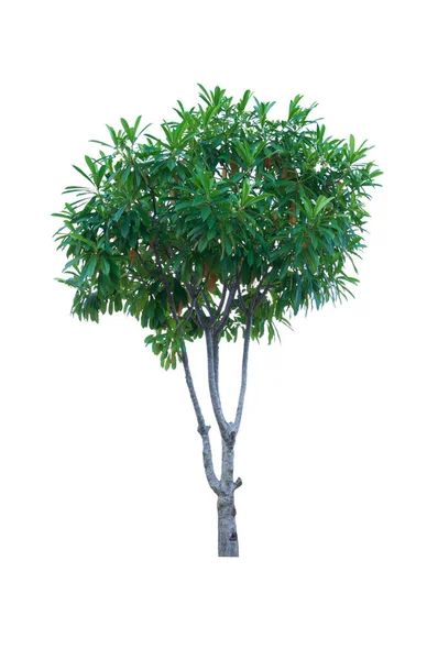 Beyaz Arka Planda Ağaç Yaprak Çok Güzel Cerbera Bitkisi Veya — Stok fotoğraf