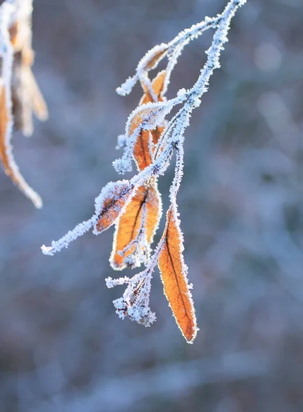 在冬天 石灰树的种子覆盖着白霜和雪的密切照片 — 图库照片