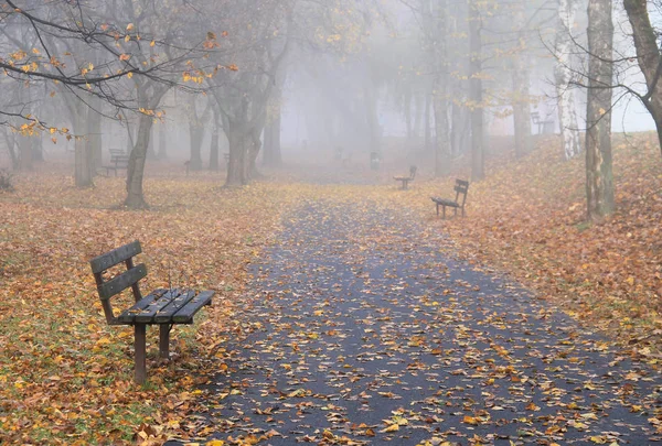 Bänke Und Viele Herabgefallene Gelbe Blätter Park Einem Melancholischen Nebeltag — Stockfoto