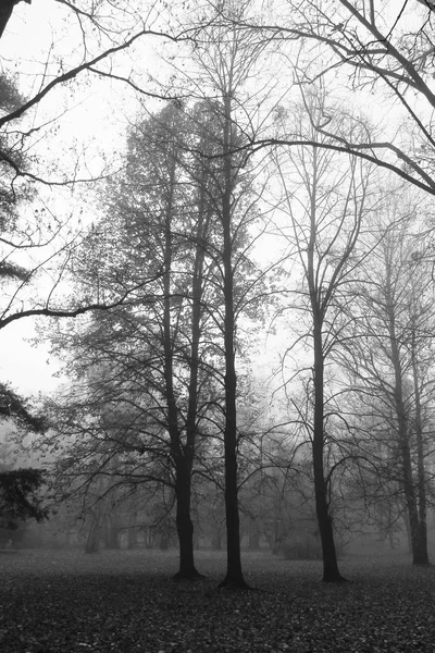 Foto Preto Branco Árvores Altas Com Ramos Nus Nevoeiro Outono — Fotografia de Stock