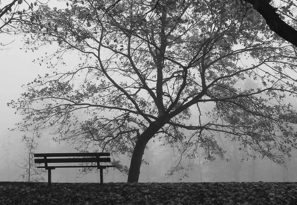 Schwarz Weiß Foto Einer Bank Baum Park Einem Nebligen Herbsttag — Stockfoto