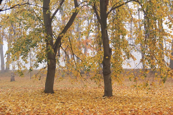 Деревья Желтыми Листьями Парке Туманный Осенний День — стоковое фото