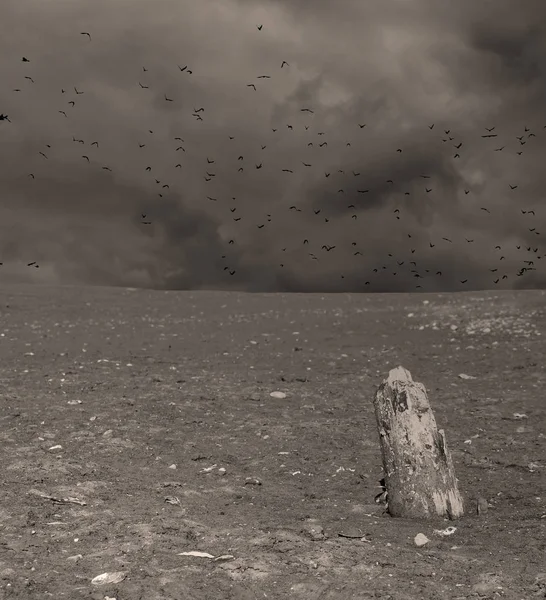 Post Apo Desert Wasteland Remnant Tree Flock Crows Dark Cloudy — Stock Photo, Image