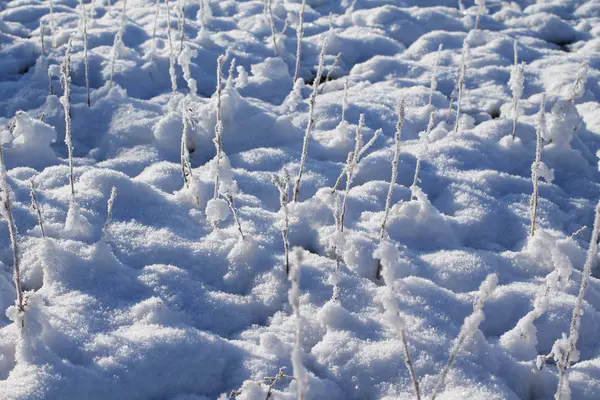 冬天被雪覆盖的一些草或树枝 — 图库照片