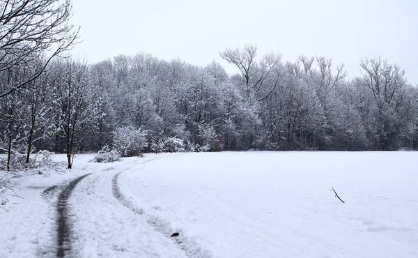 Melancholisches Foto Einer Landschaft Mit Schneebedeckten Bäumen Und Einer Schmalen — Stockfoto