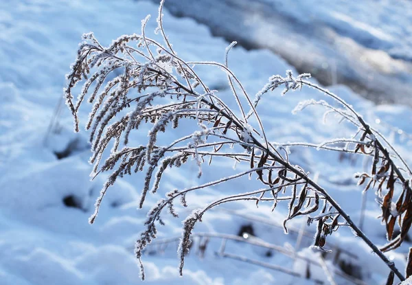 frozen woundwort plant covered with hoarfrost and snow in winter