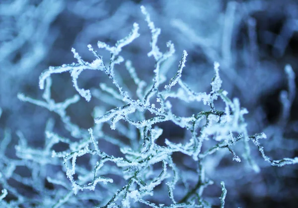 弯曲的树枝覆盖着雪和白霜在蓝色色调 — 图库照片