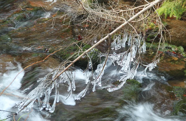 Rami Congelati Con Ghiaccioli Sopra Acqua Inverno — Foto Stock