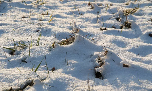 Gras Vooruitspringend Uit Sneeuw Winter — Stockfoto