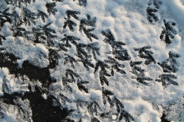 Veel Voetafdrukken Gemeenschappelijke Meerkoeten Fulica Atra Sneeuw Winter — Stockfoto