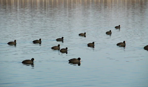 Avrupa Yaban Ördeği Fulica Atra Baraj Üzerinde Bir Sürü — Stok fotoğraf