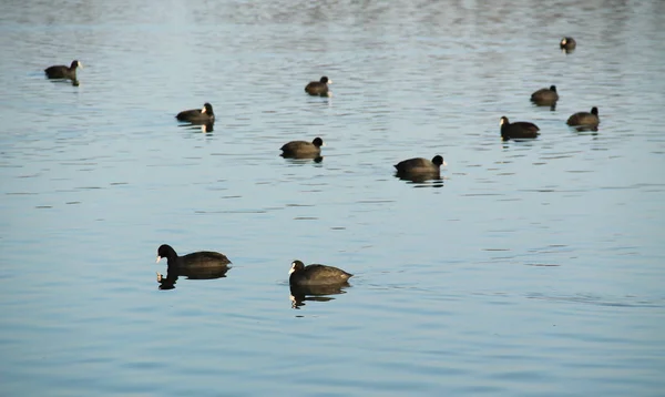 Viele Blässhühner Fulica Atra Auf Dem Damm — Stockfoto