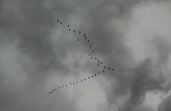 Grande Rebanho Gansos Selvagens Voando Formação Céu Nublado Cinza — Fotografia de Stock