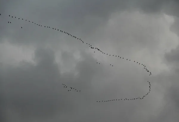 Grande Stormo Oche Selvatiche Che Volano Formazione Sul Cielo Grigio — Foto Stock