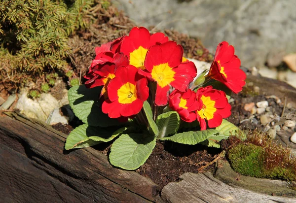 Stäng Bild Primula Blommor Med Röda Och Gula Blommar Trädgården — Stockfoto