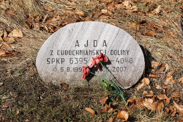 Lapide Sul Cimitero Cani Caccia Sulla Collina Zdar Montagne Beskydy — Foto Stock