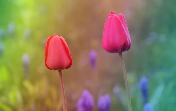 Deux Fleurs Rouges Tulipes Avec Filtre Dégradé Coloré Doux — Photo