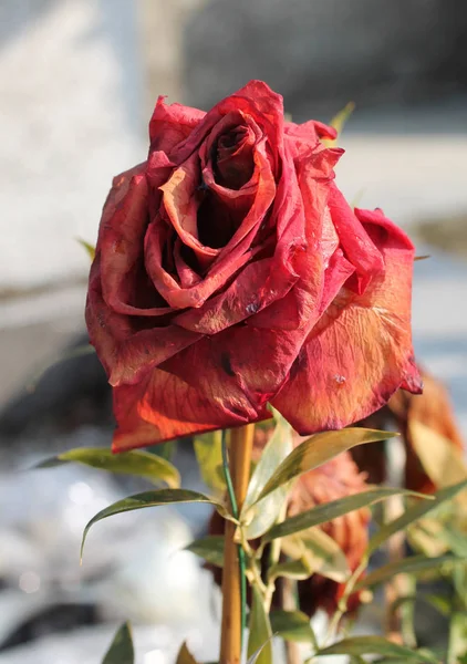 Close Photo Sear Red Bloom Rose — Stock Photo, Image