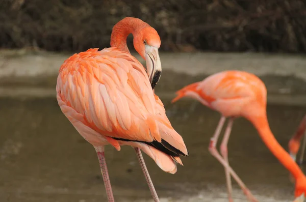 Helder Oranje Flamingo Schoonmaken Zijn Veren — Stockfoto