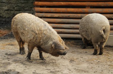 two hairy domesticated pigs in the outdoor enclosure