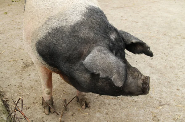 Porträt Eines Dicken Domestizierten Schweins — Stockfoto