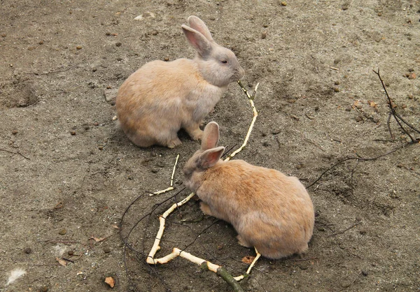 Дві Милі Пухнасті Кролики Кричать Гілці — стокове фото