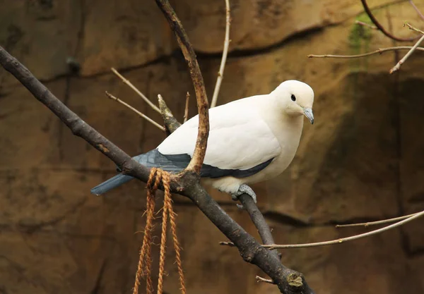 Pigeon Impérial Ducula Bicolor Assis Sur Branche — Photo