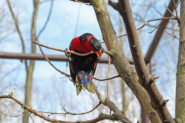 Grappige Rug Afgetopte Lory Lorius Lory Opknoping Tak — Stockfoto