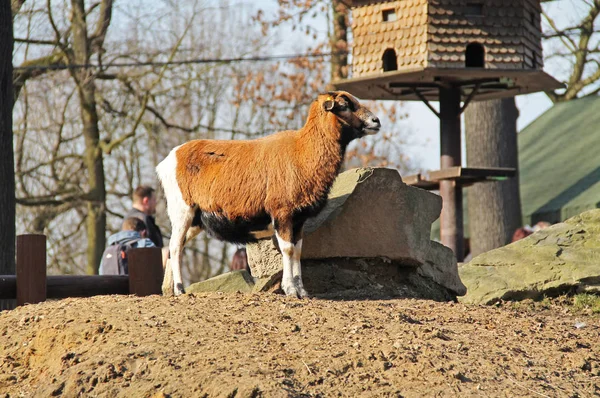 Bruna Och Vita Kamerun Fåren Utomhus Inneslutningen — Stockfoto