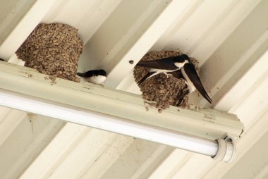group of house martins building their nests under the roof of industrial building clipart