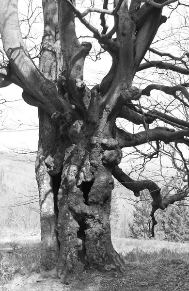 black and white photo of an old creepy rotting tree with crooked branches