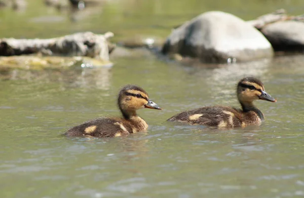 Mignons Canetons Duveteux Canard Colvert Anas Platyrhynchos Nageant Dans Eau — Photo