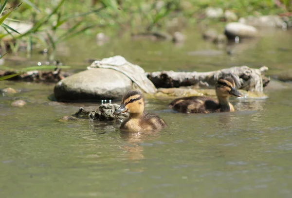 cute fluffy ducklings of mallard duck (Anas platyrhynchos) swimming in the water