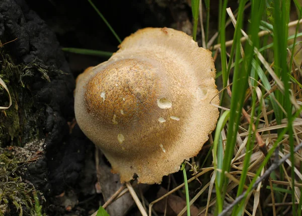 Close Photo Fruit Body Mushroom — Stock Photo, Image