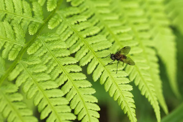 Close Photo Fly Sitting Leaf Fern — Stock Photo, Image