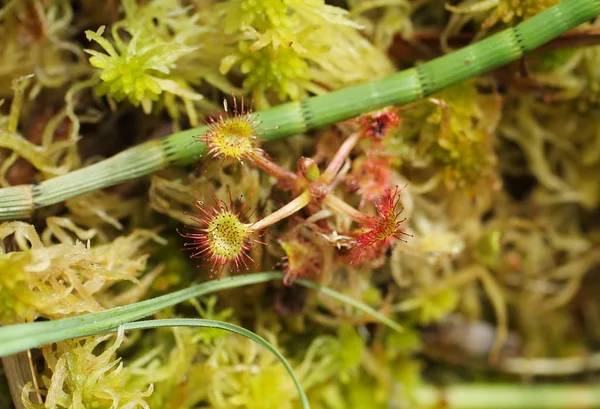 Close Photo Leaved Sundew Drosera Rotundifolia Carnivorous Plant — Stock Photo, Image