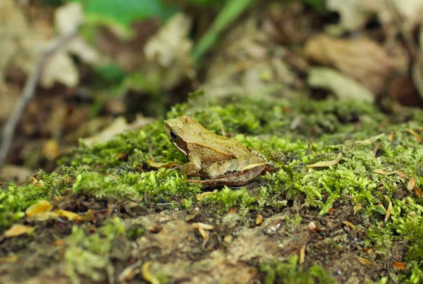 Young European Common Brown Frog Rana Temporaria — Stock Photo, Image
