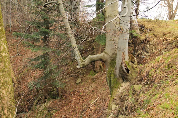 Staré Velké Bukové Stromu Growig Svahu Hory Beskydy Česká Republika — Stock fotografie