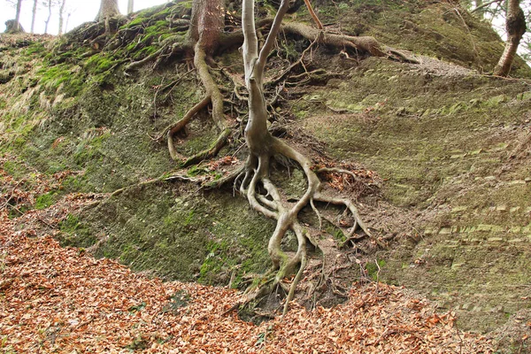 Boom Met Geopenbaarde Verwarde Wortels Groeien Het Oppervlak Van Rots — Stockfoto