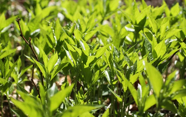 Growth Many Green Mercuries Spring — Stock Photo, Image