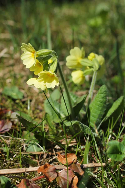 Stäng Bild Blommande Gullviva Gullvivor Våren — Stockfoto