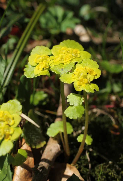 Stäng Bild Blommande Suppleant Frisésallat Golden Mandelblommor Chrysosplenium Alternifolium — Stockfoto