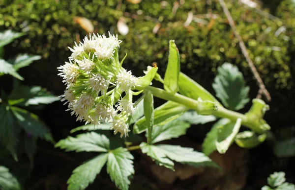 Zavřete Fotografie Rozkvetlých Bílých Máselník Petasites Albus — Stock fotografie