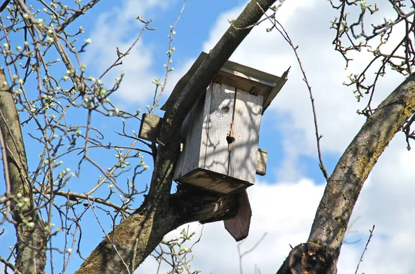 Nesten Vak Birdhouse Boom Het Voorjaar — Stockfoto