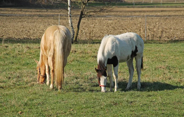 Two Horses Pasturing Meadow — Stock Photo, Image