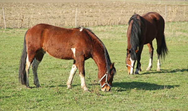 Two Brown Horses Pasturing Meadow — Stock Photo, Image