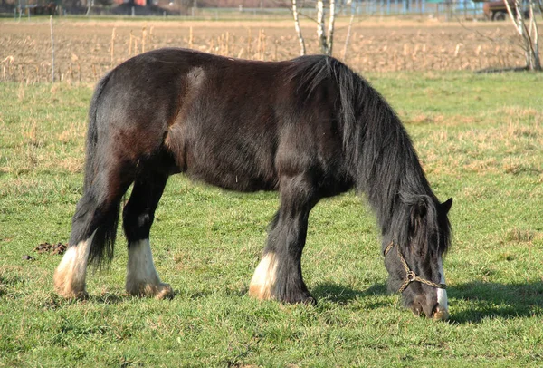 Beautiful Black Horse Grazing Meadow — Stock Photo, Image