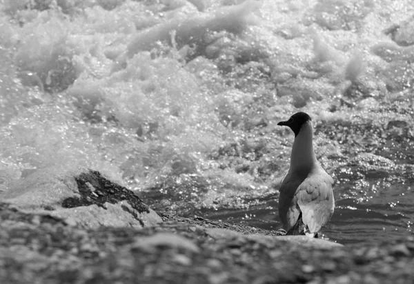 Czarno Białe Zdjęcie Mewy Stojąc Brzegu Rzeki Patrząc Propagacji Rapids — Zdjęcie stockowe