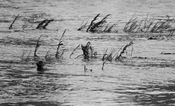 Galhos Salgueiros Alguma Cana Saindo Água Rio Durante Dilúvio — Fotografia de Stock