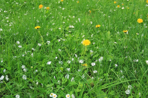 some blooming dandelions and fallen petals of apple trees on the green grass in spring